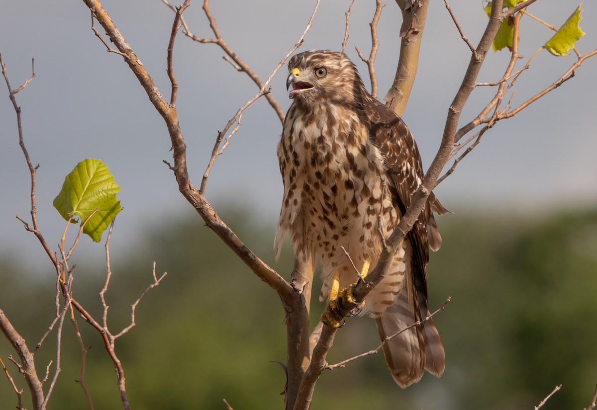 Red-shouldered Hawk - ML473570541