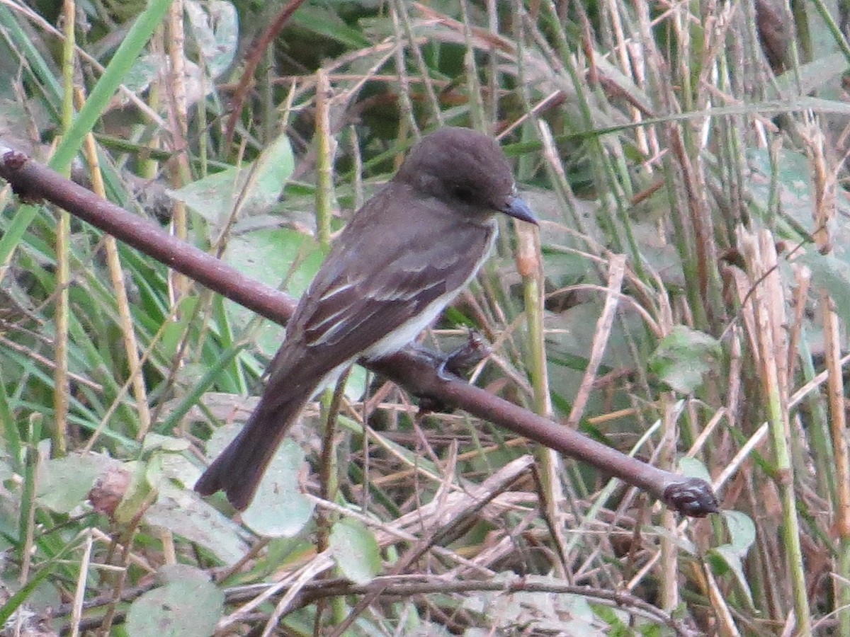 Western Wood-Pewee - ML473571131