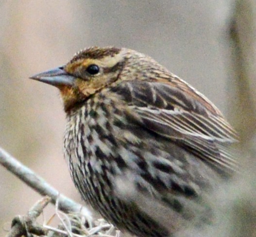 Red-winged Blackbird - ML47357121