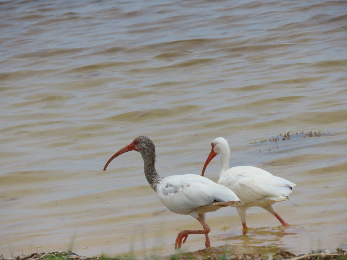 ibis bílý - ML473571521