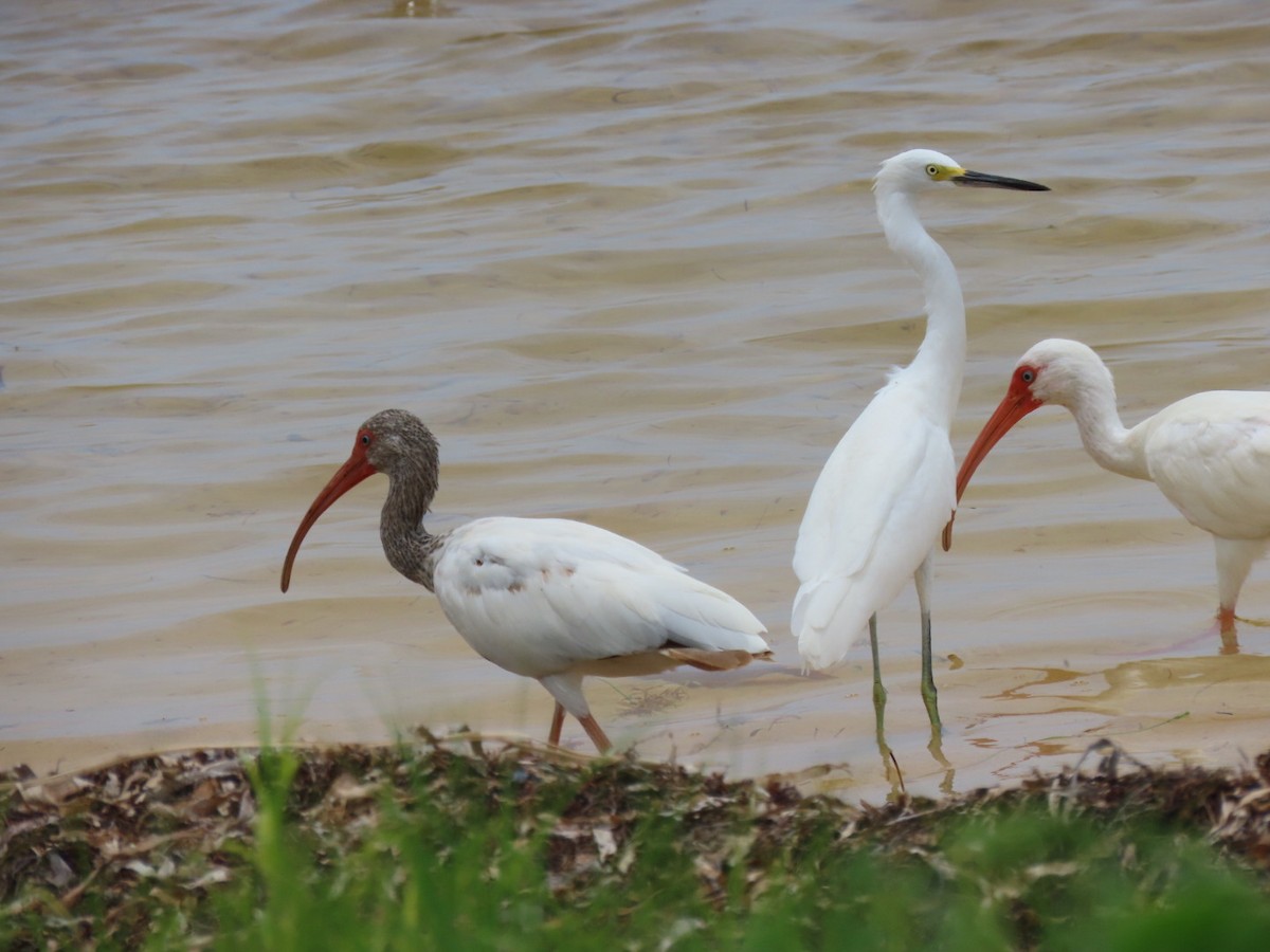 ibis bílý - ML473571571