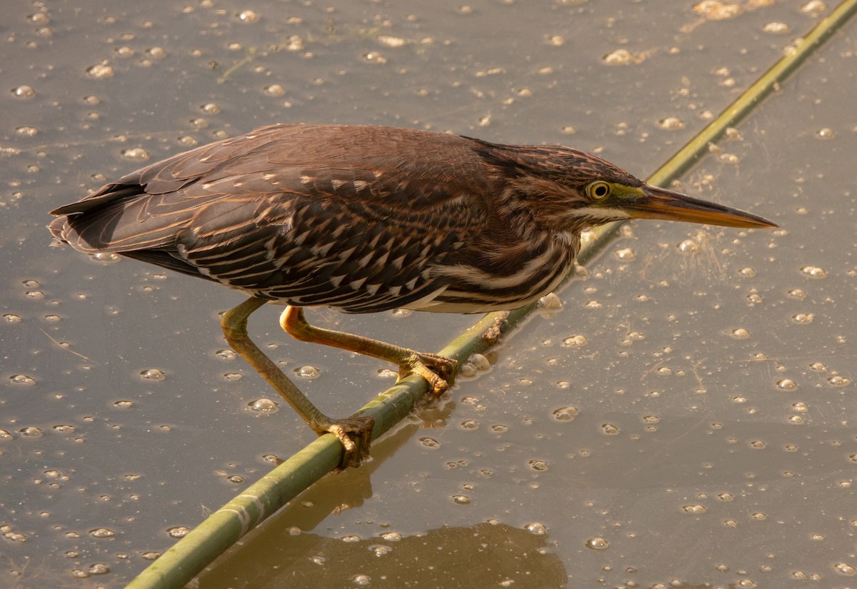 Green Heron - ML473572711