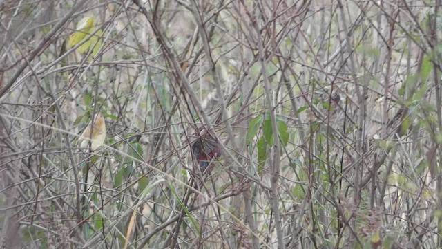 African Firefinch - ML473574181