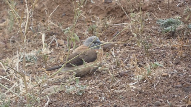 Gray-headed Silverbill - ML473574331