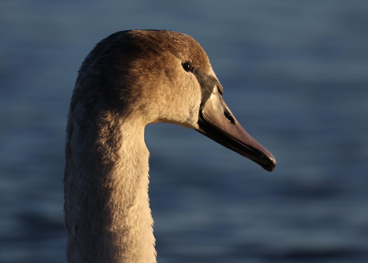 Mute Swan - Kasper R. Berg