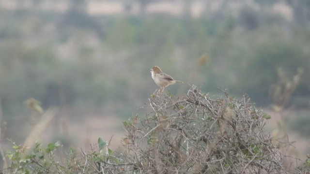 Croaking Cisticola - ML473576161