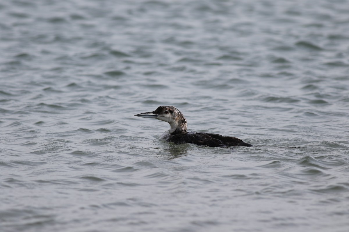 Common Loon - ML473576231