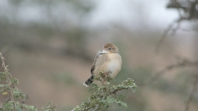 Kurzflügel-Zistensänger - ML473576281