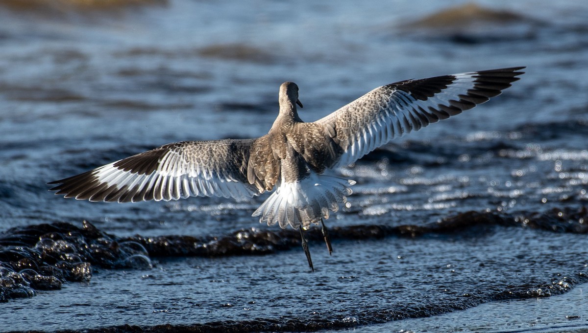 willetsnipe (inornata) - ML473576391