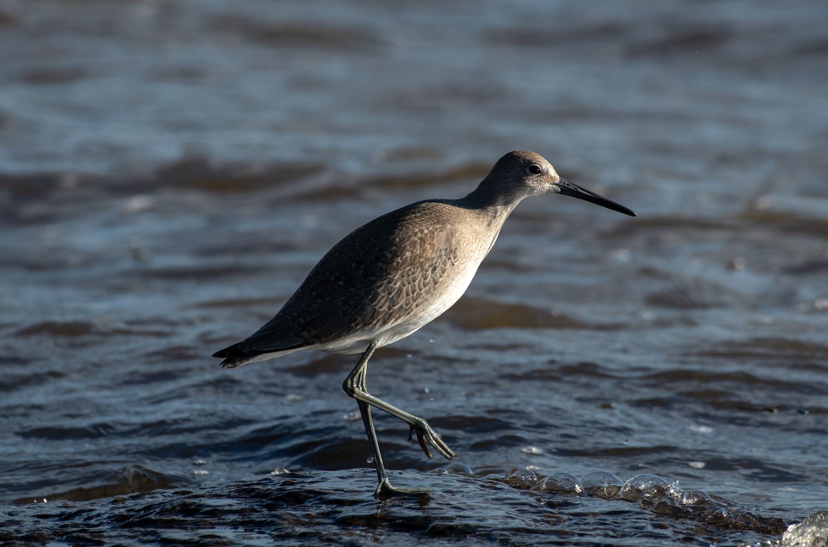 Willet (Western) - ML473576401