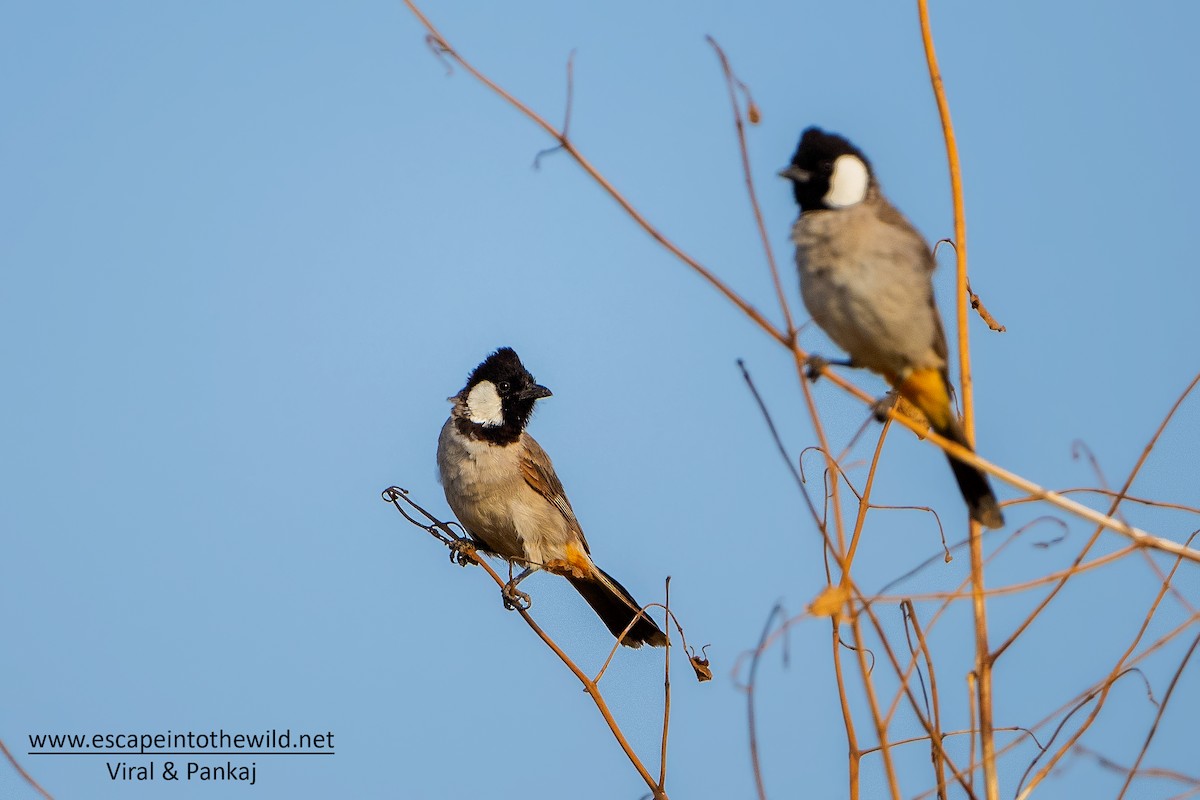 White-eared Bulbul - ML473576821