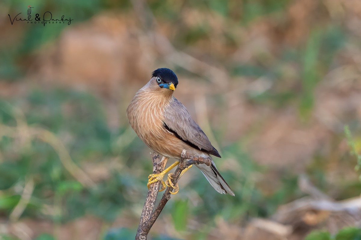 Brahminy Starling - ML473577121