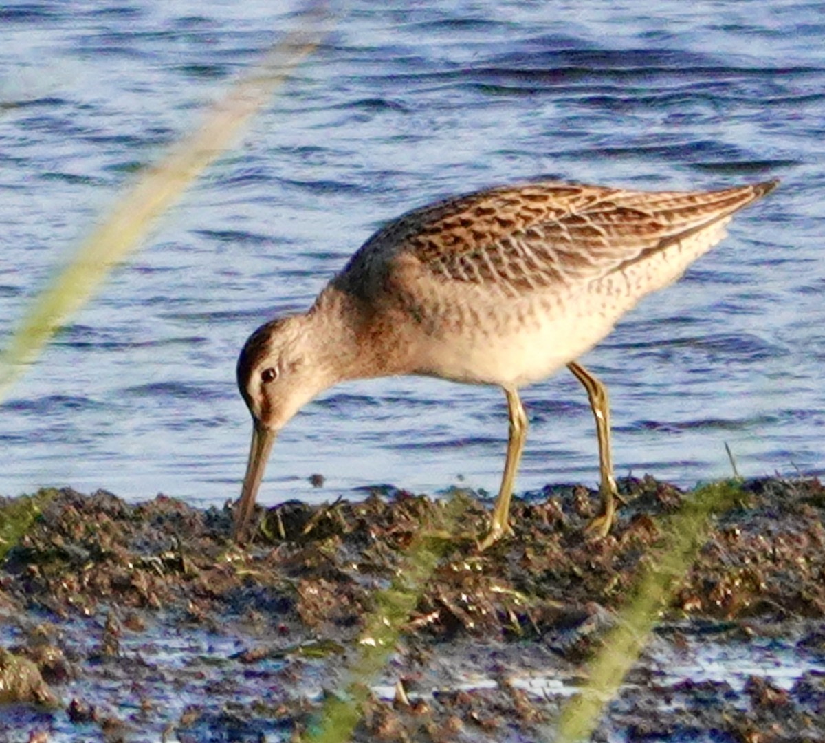 kortnebbekkasinsnipe - ML473577831