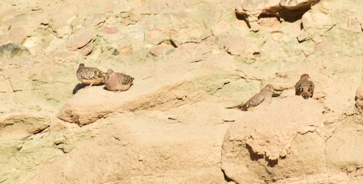 Bare-faced Ground Dove - ML473578001