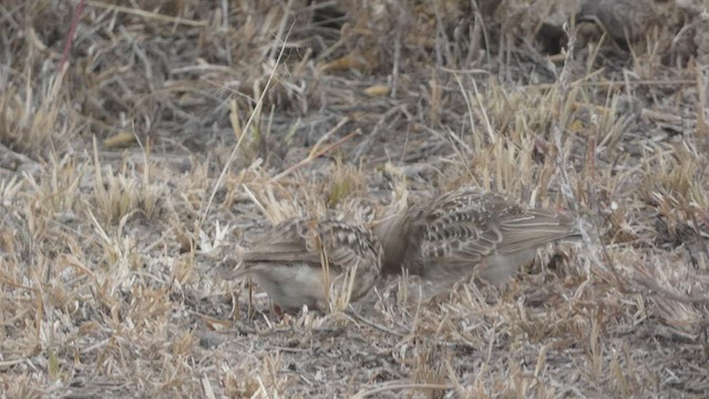 Short-tailed Lark - ML473578401