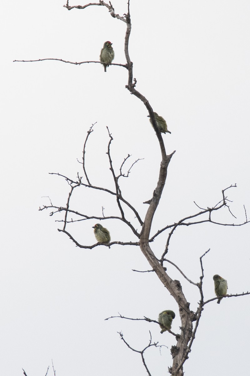 Coppersmith Barbet - ML473578751