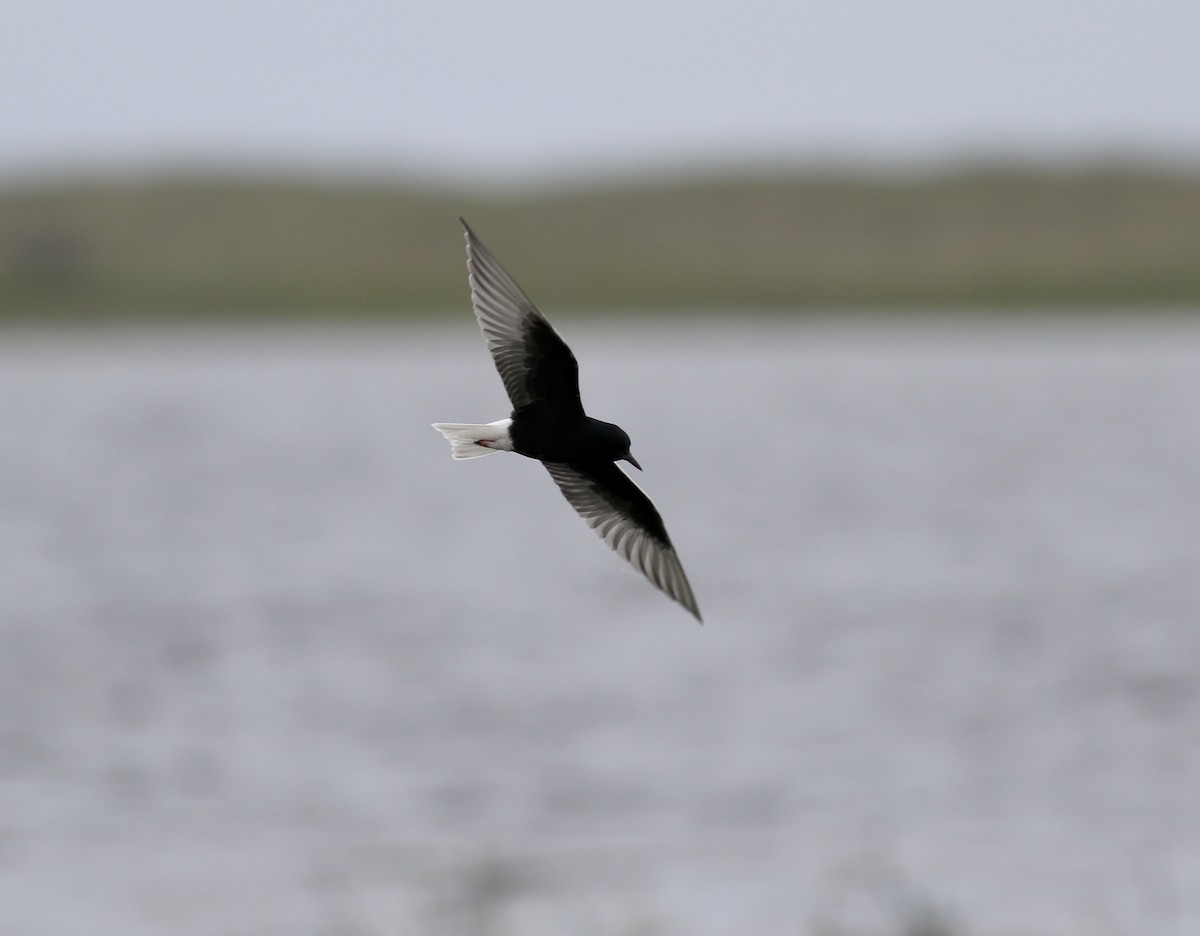 White-winged Tern - ML473580791