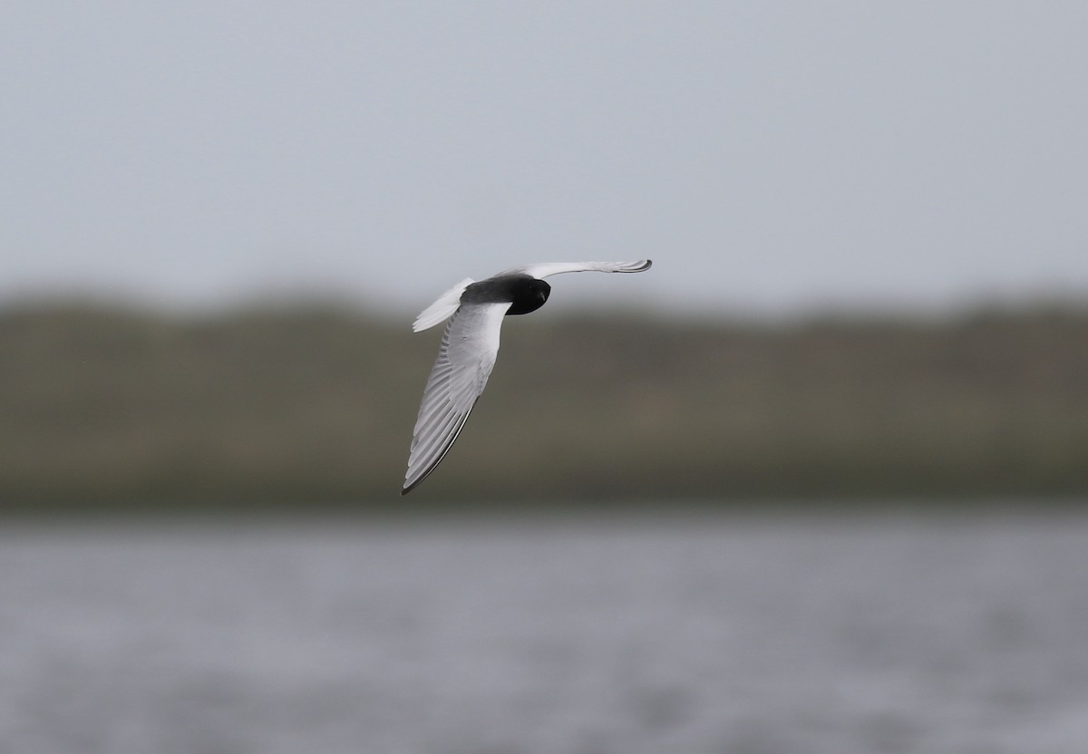 White-winged Tern - ML473580801