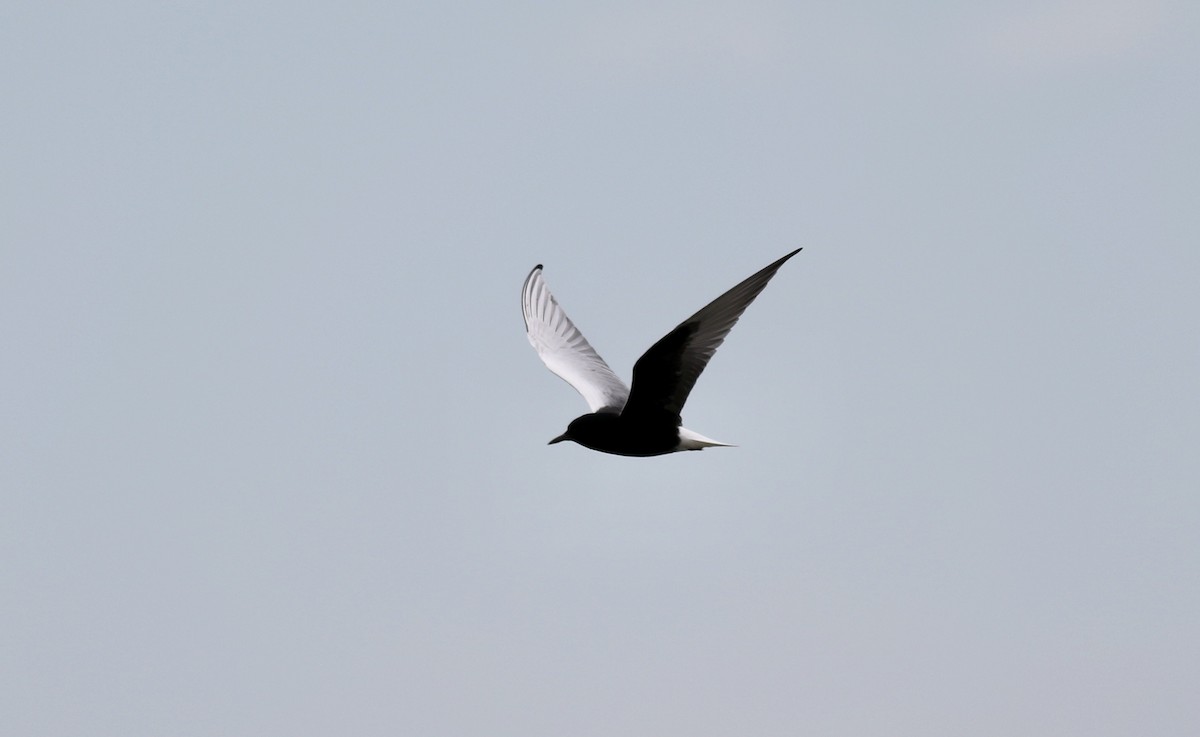 White-winged Tern - ML473580841