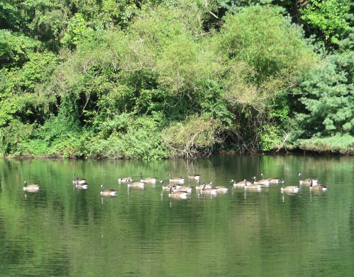 Canada Goose - ML473581111