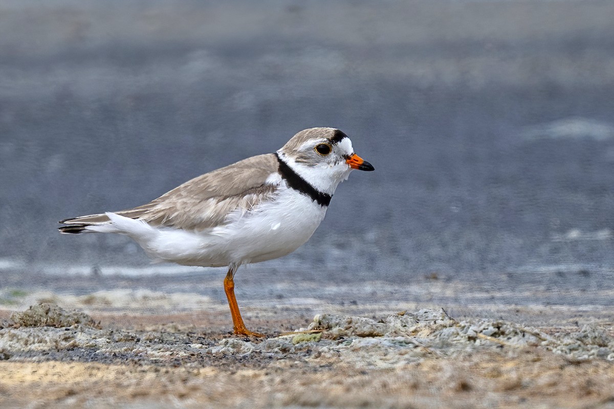 Piping Plover - ML473582571