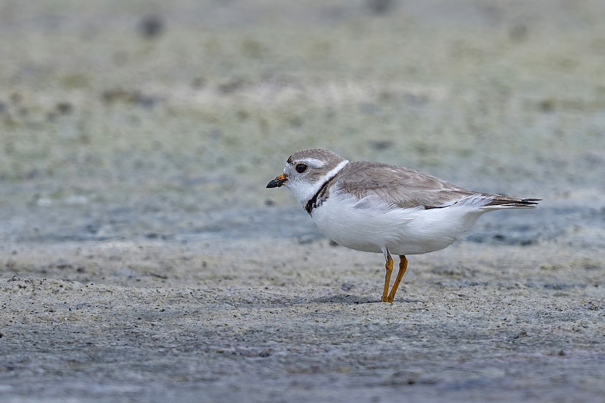 Piping Plover - ML473582581