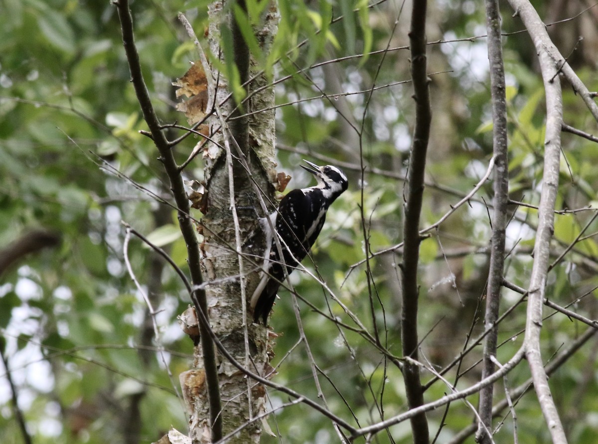 Hairy Woodpecker - ML473584181