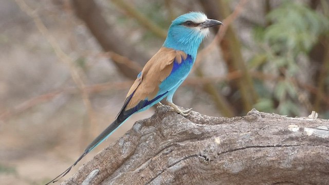 Abyssinian Roller - ML473584281