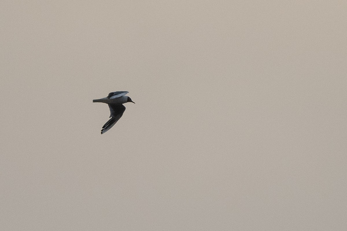 Black-headed Gull - ML473585081