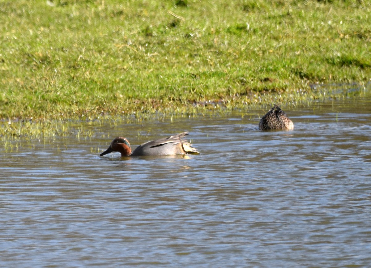 Green-winged Teal (Eurasian) - A Emmerson