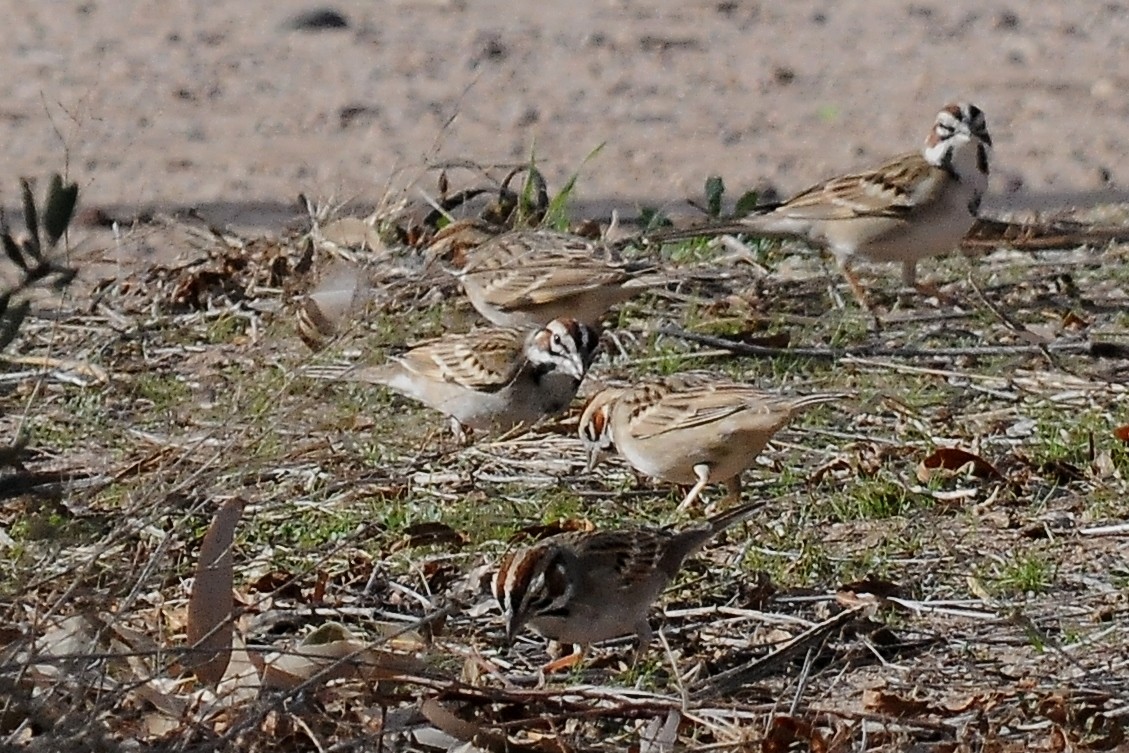 Lark Sparrow - John Doty