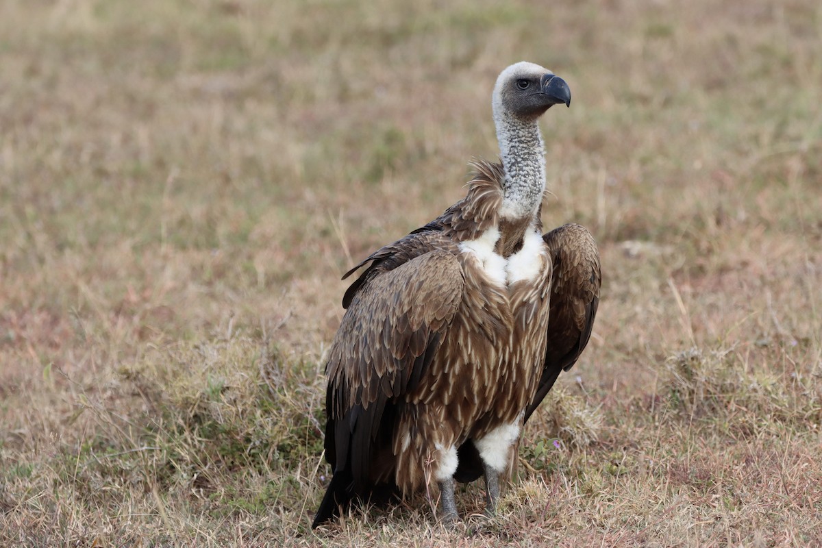 White-backed Vulture - ML473585481