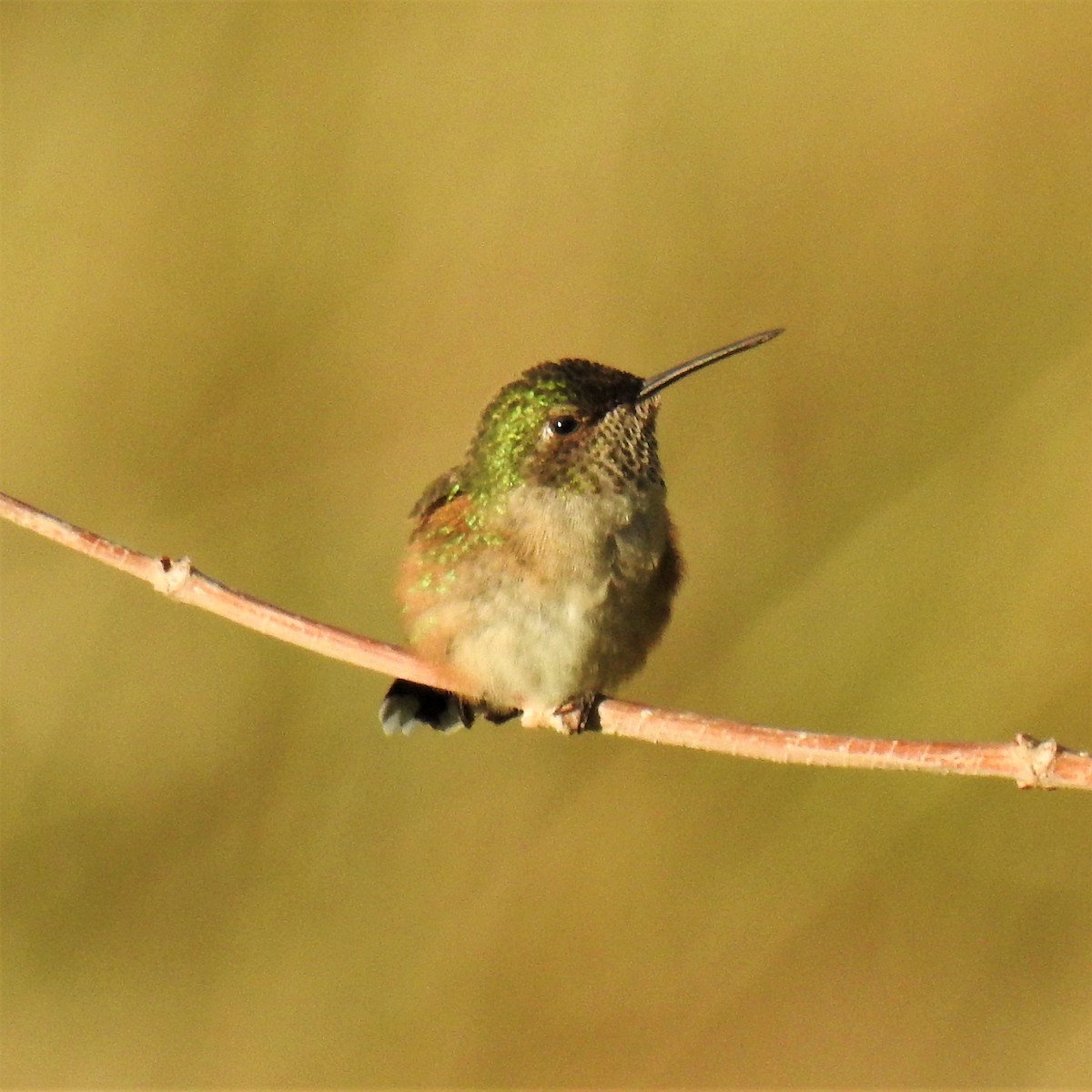 Broad-tailed Hummingbird - ML473585861