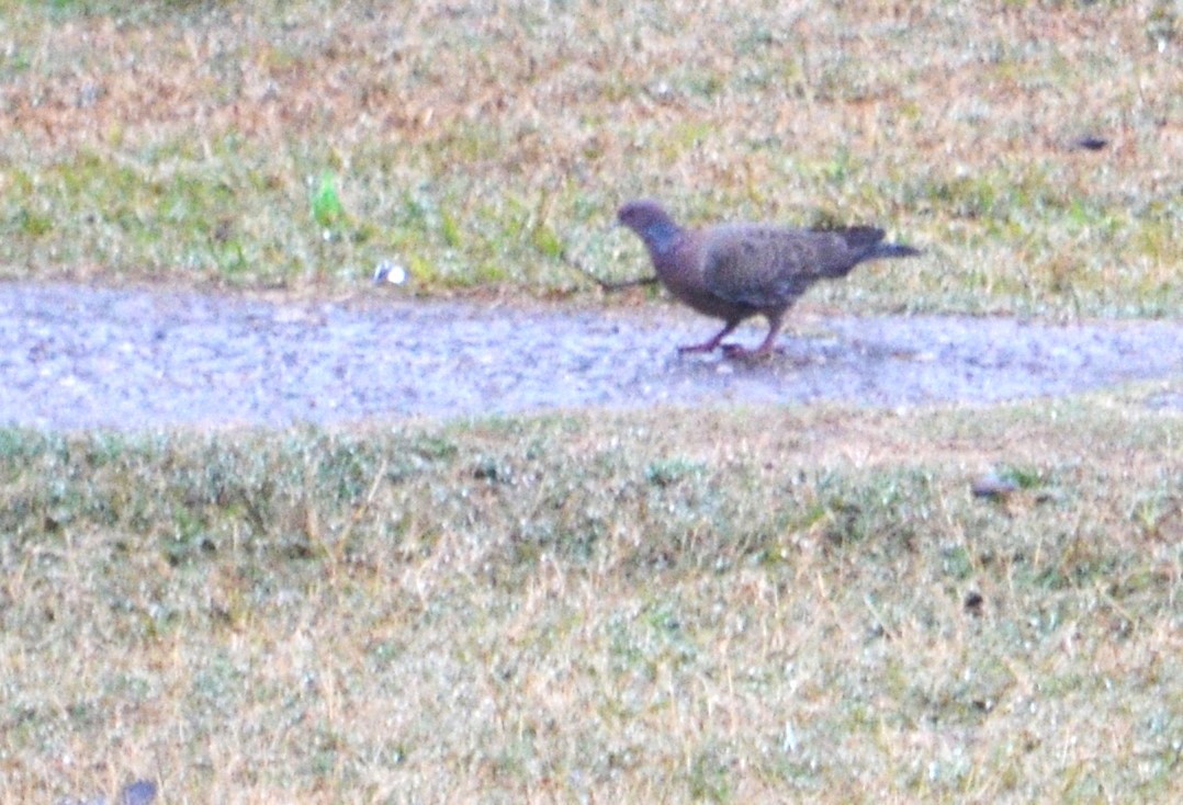 Picazuro Pigeon - ML473585961