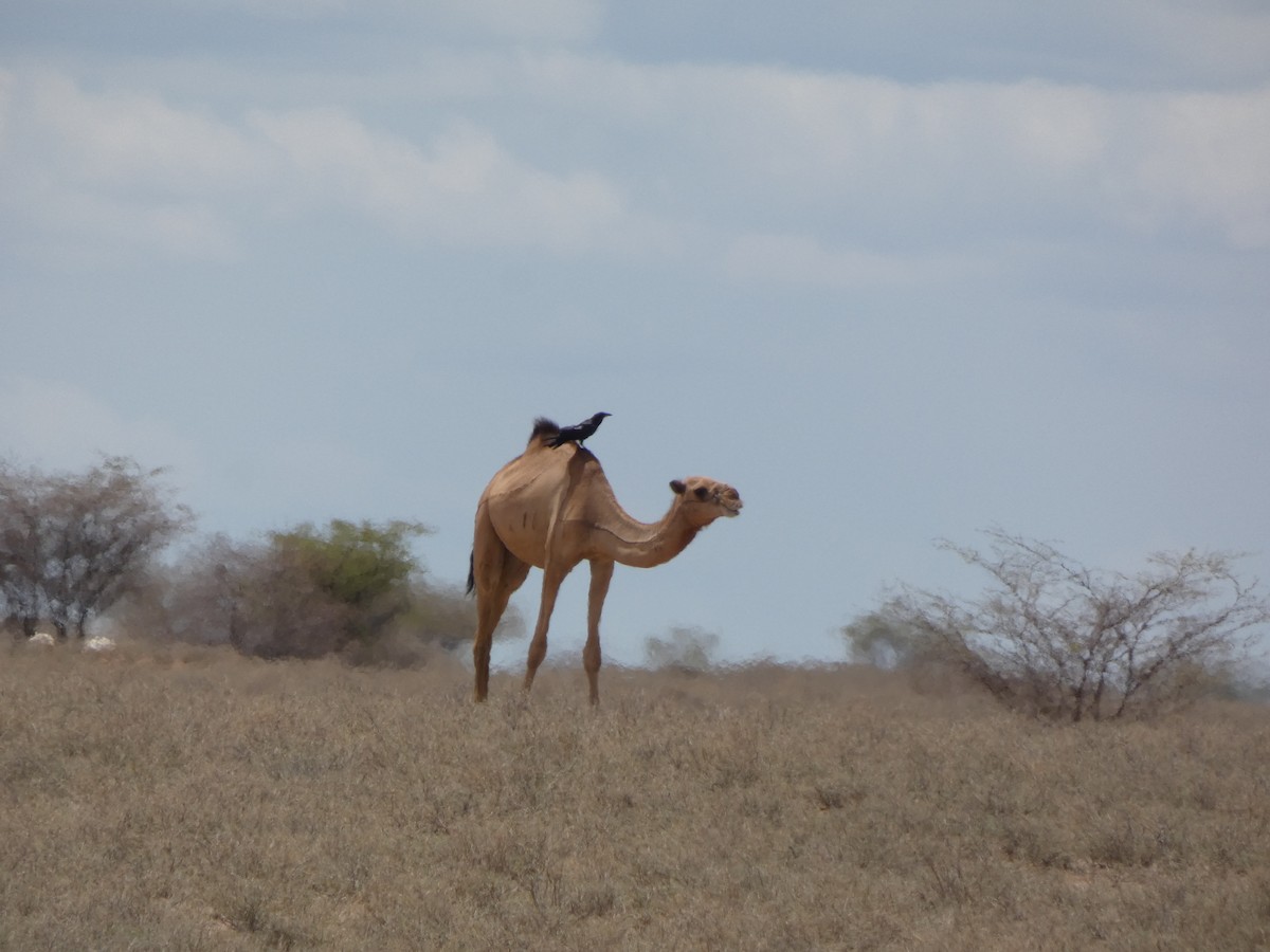 Somali Crow - ML473585971