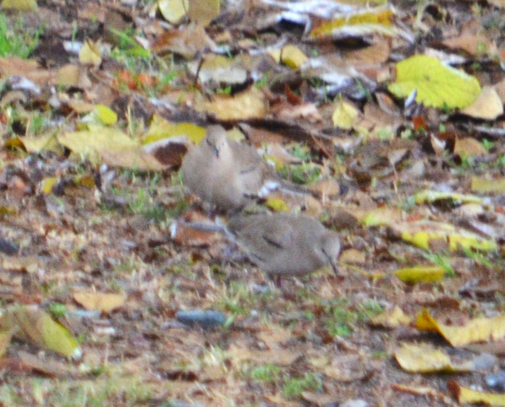 Picui Ground Dove - ML473586041