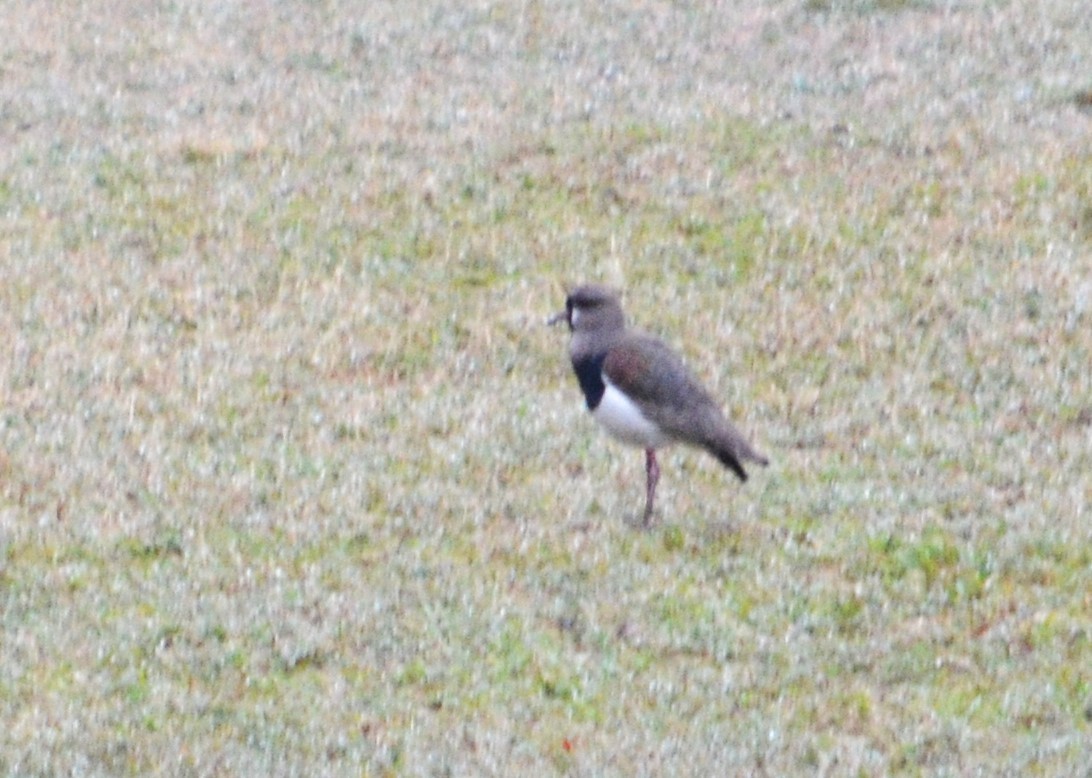 Southern Lapwing - ML473586111