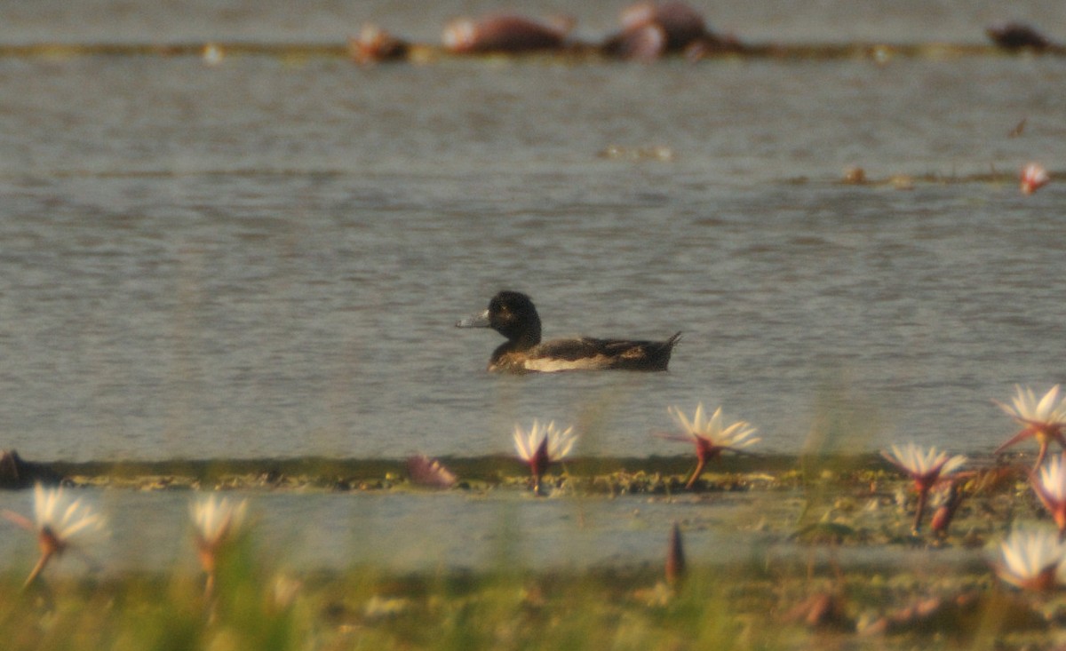 Moretta - ML473586151