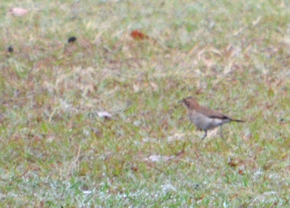 Rufous Hornero - Viviana Fuentes