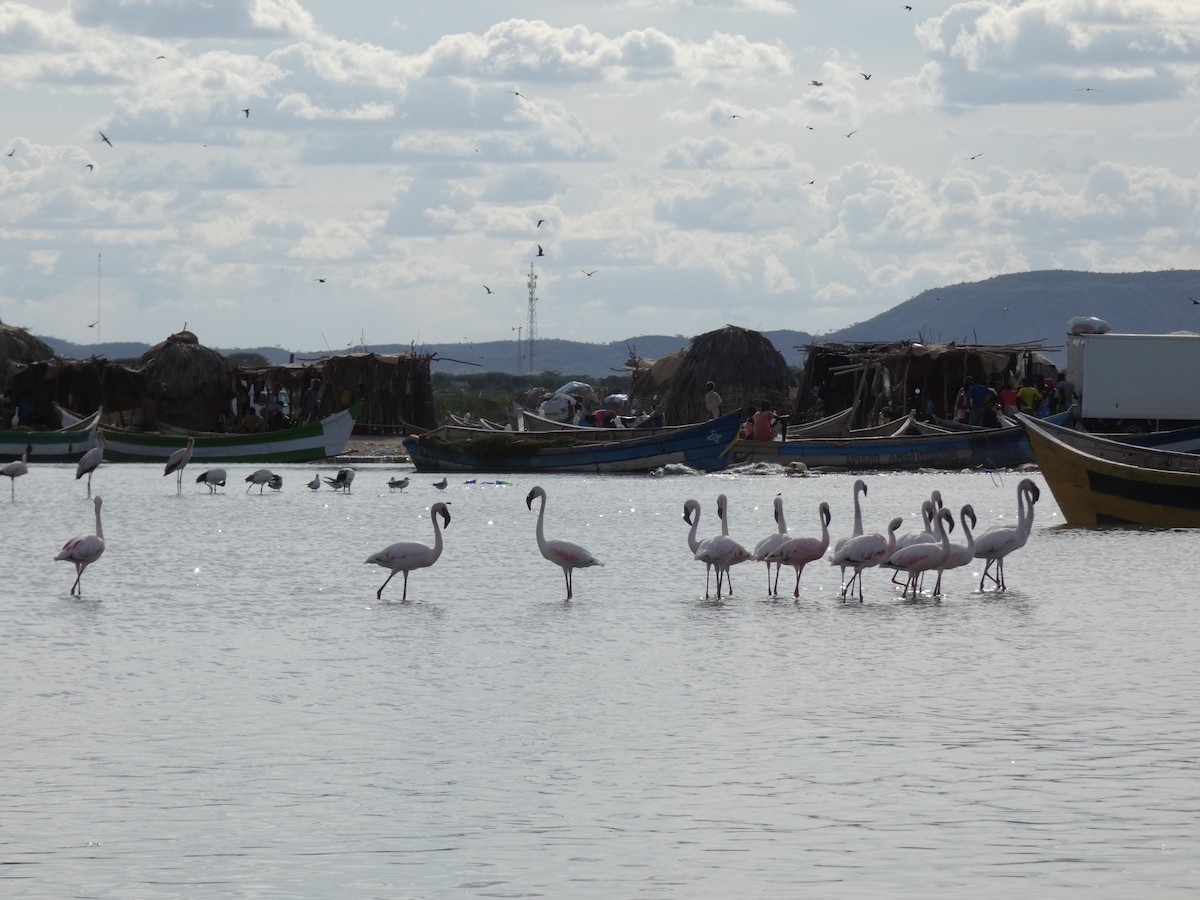 Lesser Flamingo - ML473586961