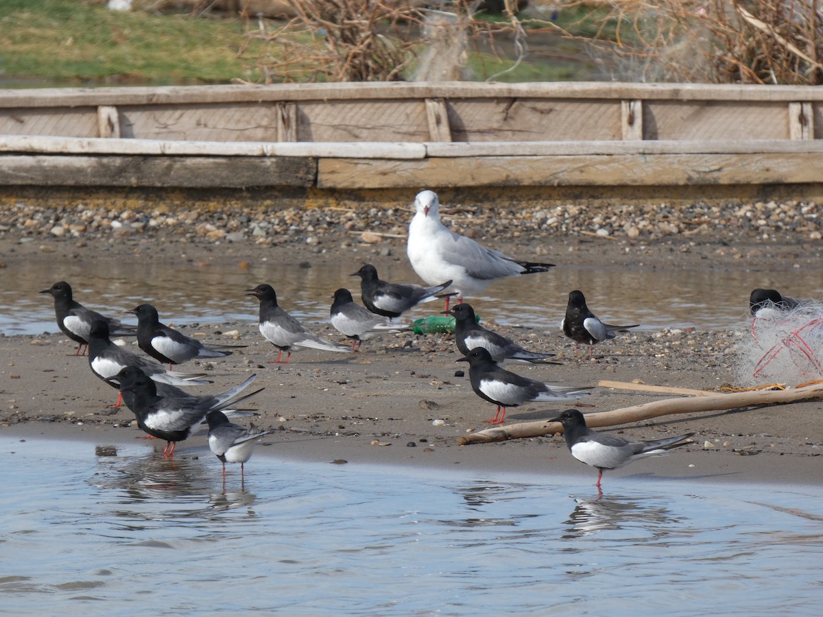 White-winged Tern - ML473586971