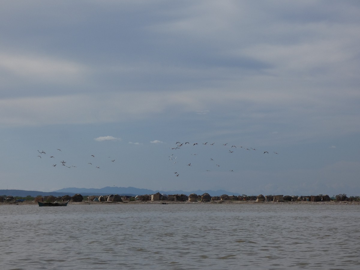 Lesser Flamingo - ML473587201