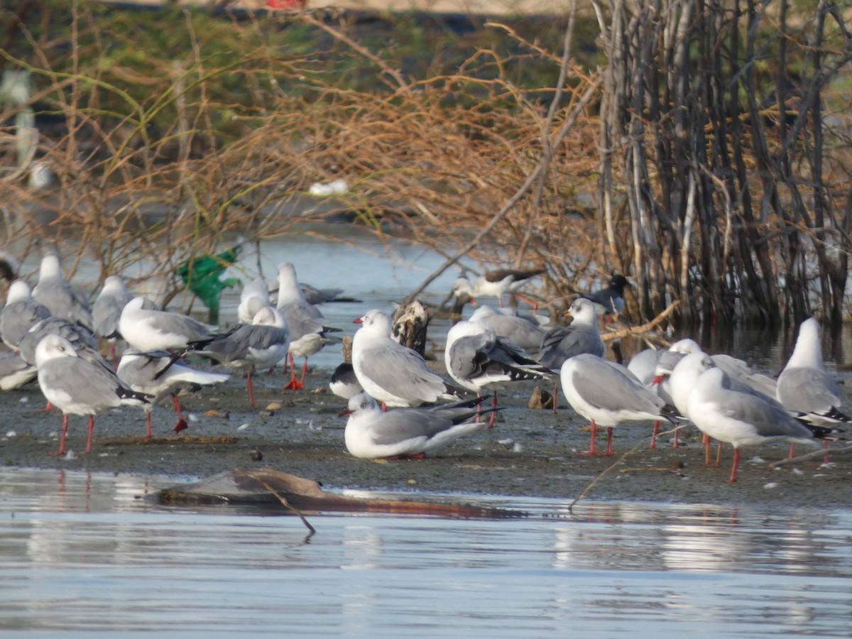 Gray-hooded Gull - ML473587361