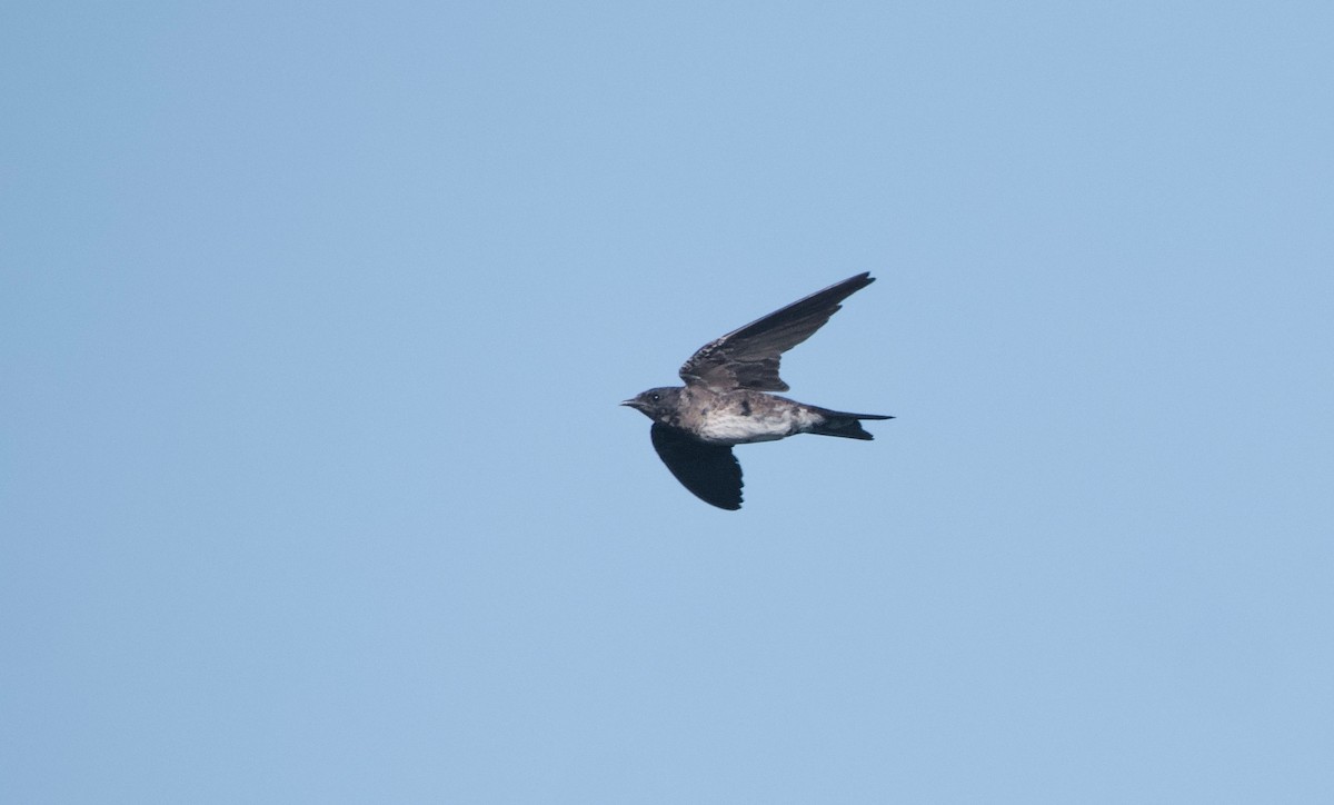 Purple Martin - ML473587391