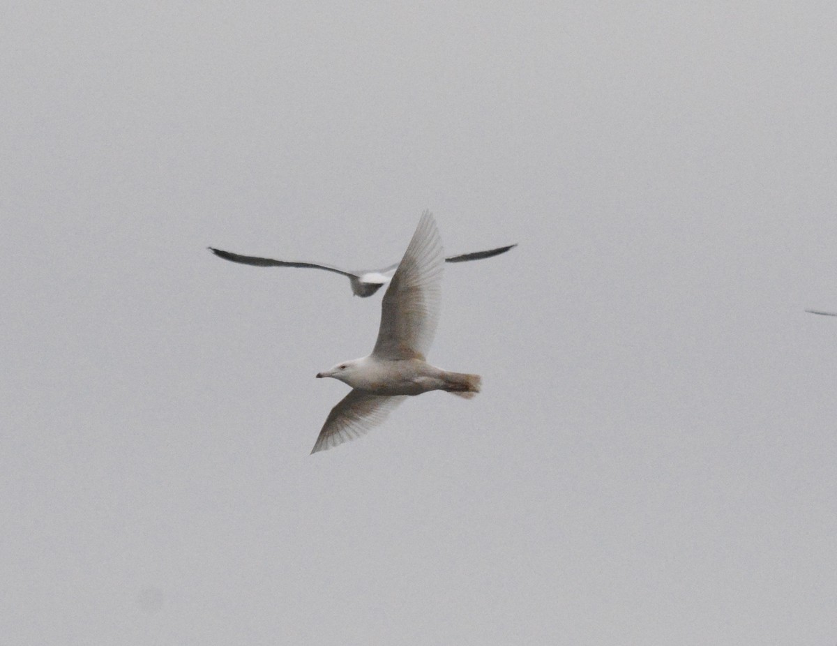 Glaucous Gull - ML47358861