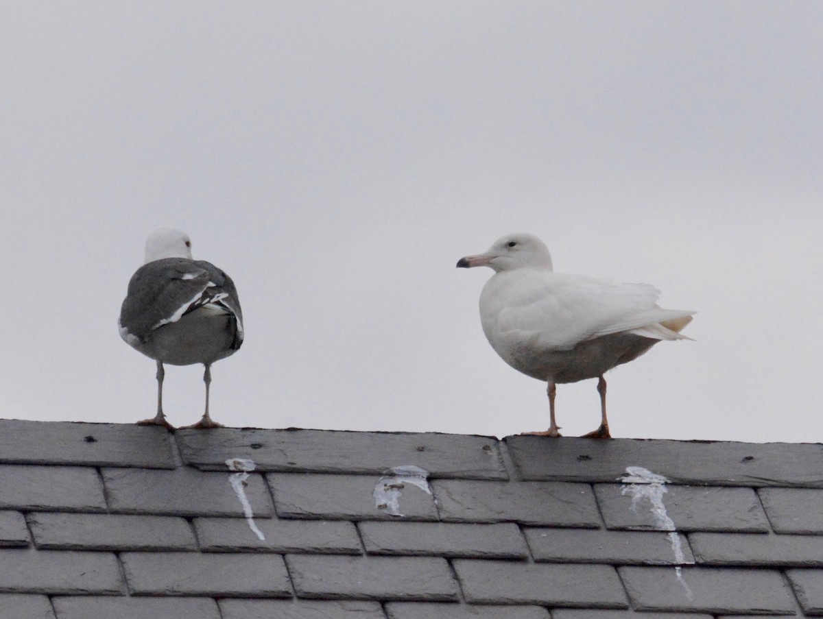 Glaucous Gull - ML47358871