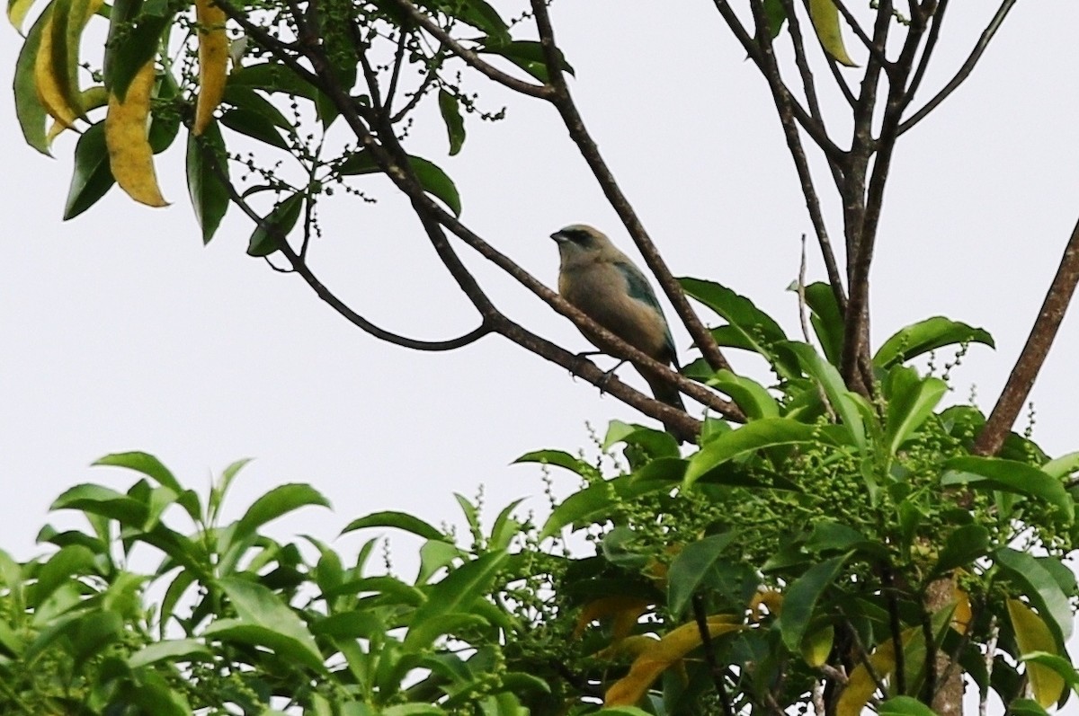 Green-capped Tanager - ML473589171