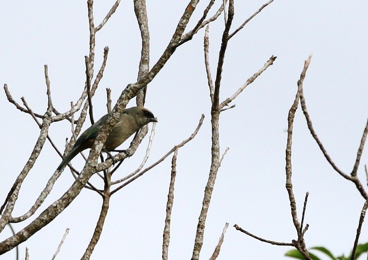 Green-capped Tanager - ML473589191