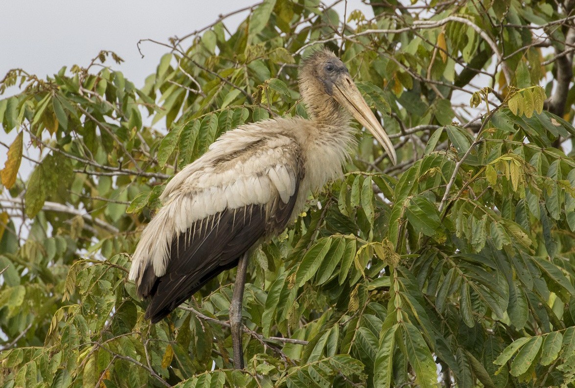 Wood Stork - Lee Jones