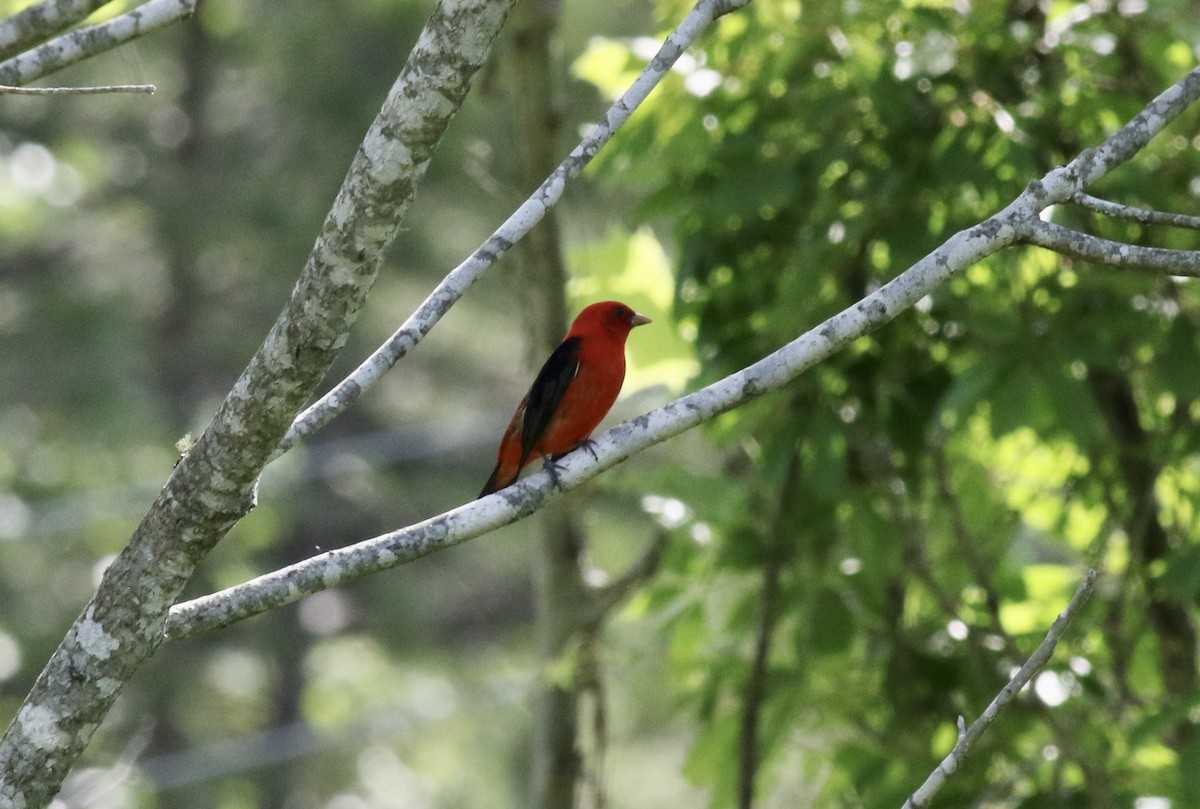 Scarlet Tanager - Jamie Adams